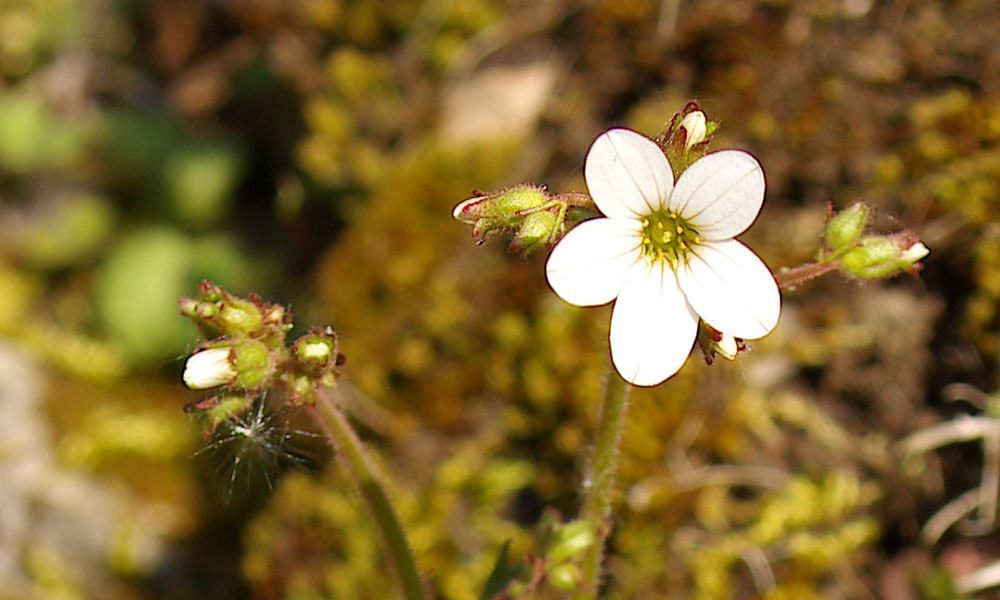 Saxifraga granulata / Sassifraga granulosa